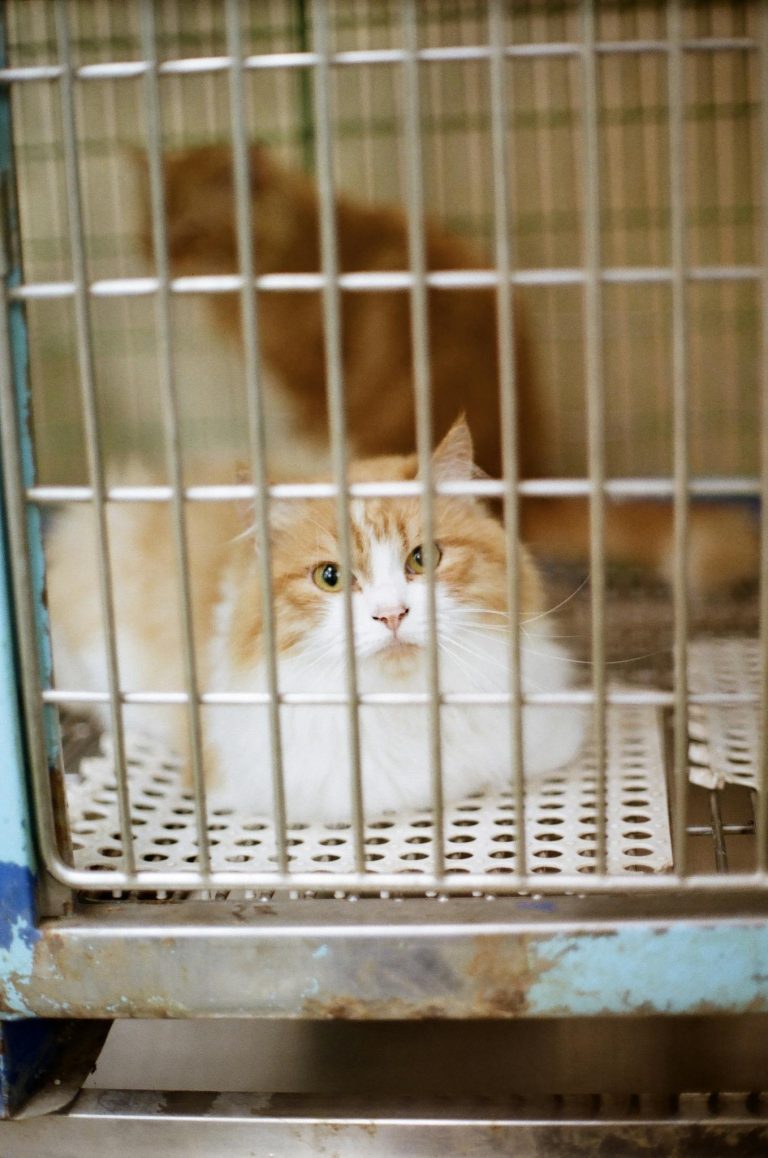 A fluffy white and orange cat lying down in a metal cage indoors, looking calm.