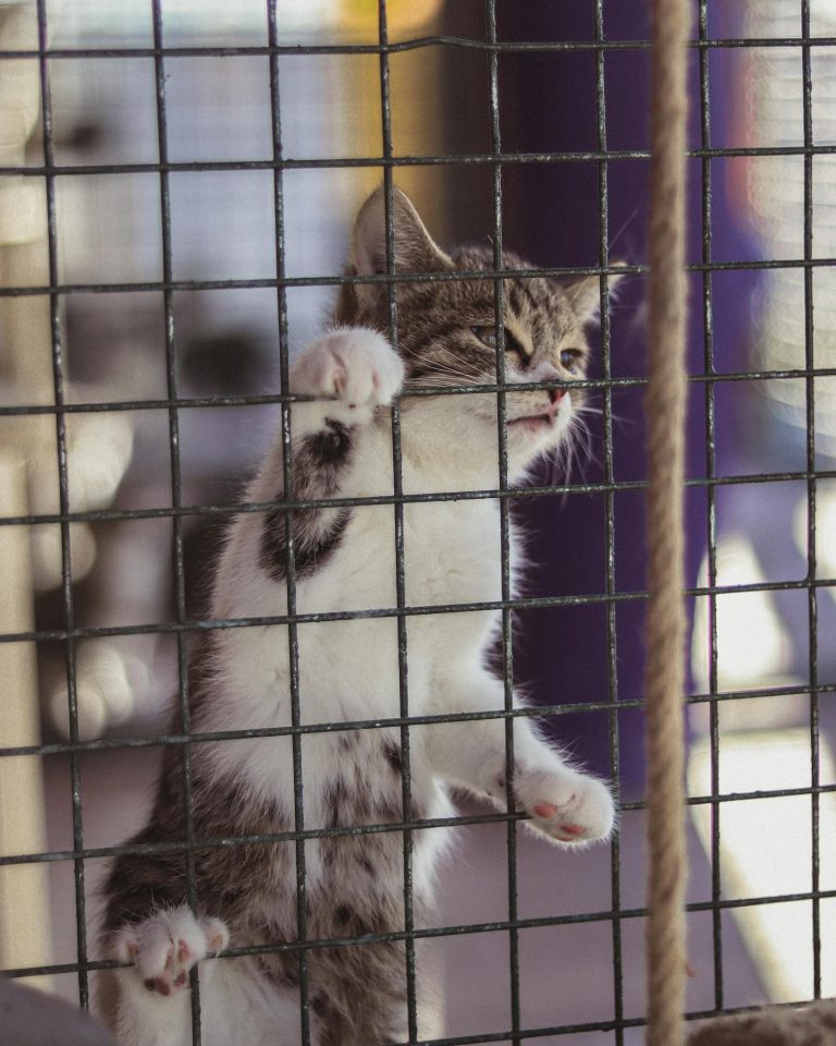 Cute tabby kitten climbing on cage in pet shelter, seeking adoption.